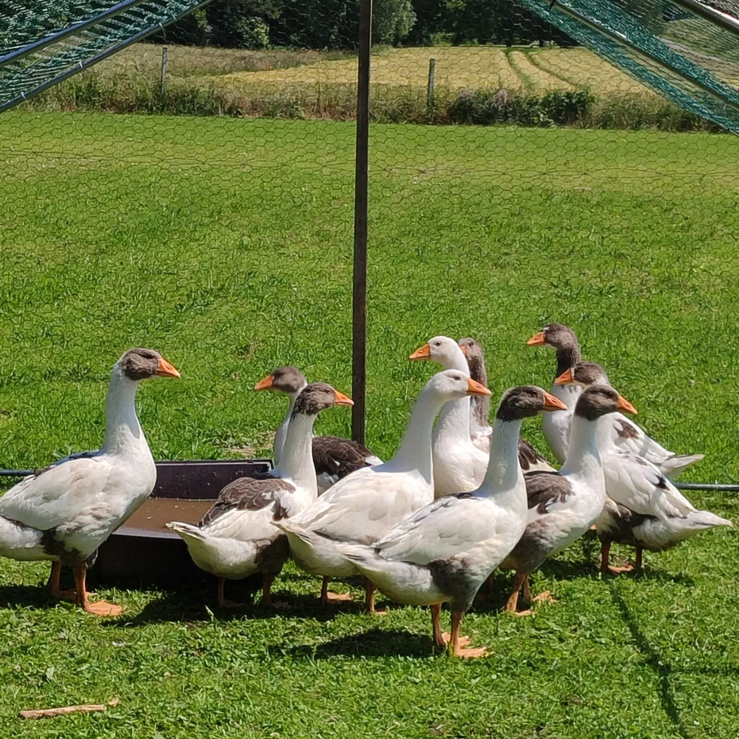 Enten im Garten von Betreutes Wohnen